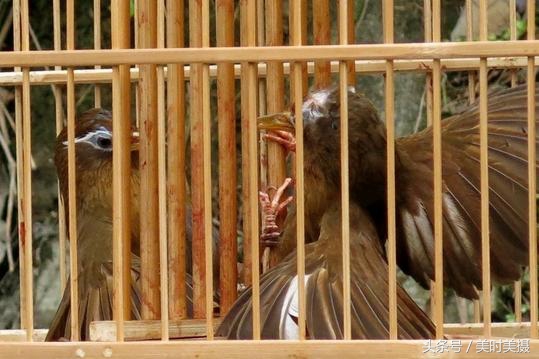 打架最厉害六种画眉鸟,什么鸟打架最厉害