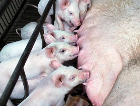 母猪生殖器有炎症怎么办,母猪泌尿系统疾病