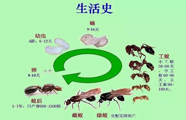 在户外要怎么注意红火蚁,高度警惕红火蚁