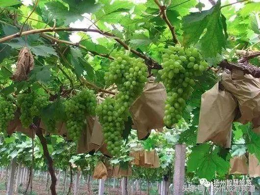 扬州农家乐游玩攻略,扬州十大最美农家乐