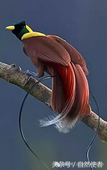 大卫爱登堡2024,美得令人窒息英文