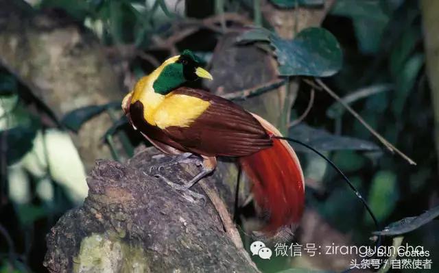 大卫爱登堡2024,美得令人窒息英文