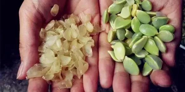 在这凉意渐生的季节里，吃一碗纯天然皂角米最滋补！