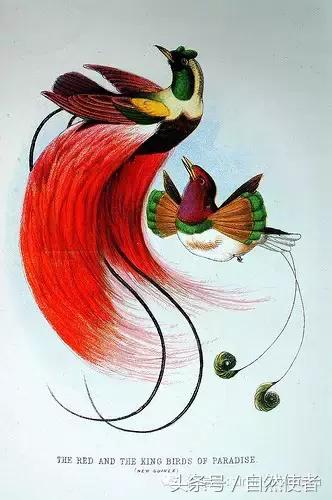 大卫爱登堡2024,美得令人窒息英文