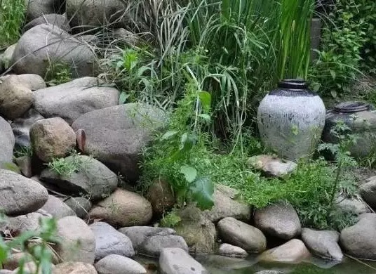 不养龟怎么知道养龟人的乐趣,你没养过狗永远不知道养狗的快乐