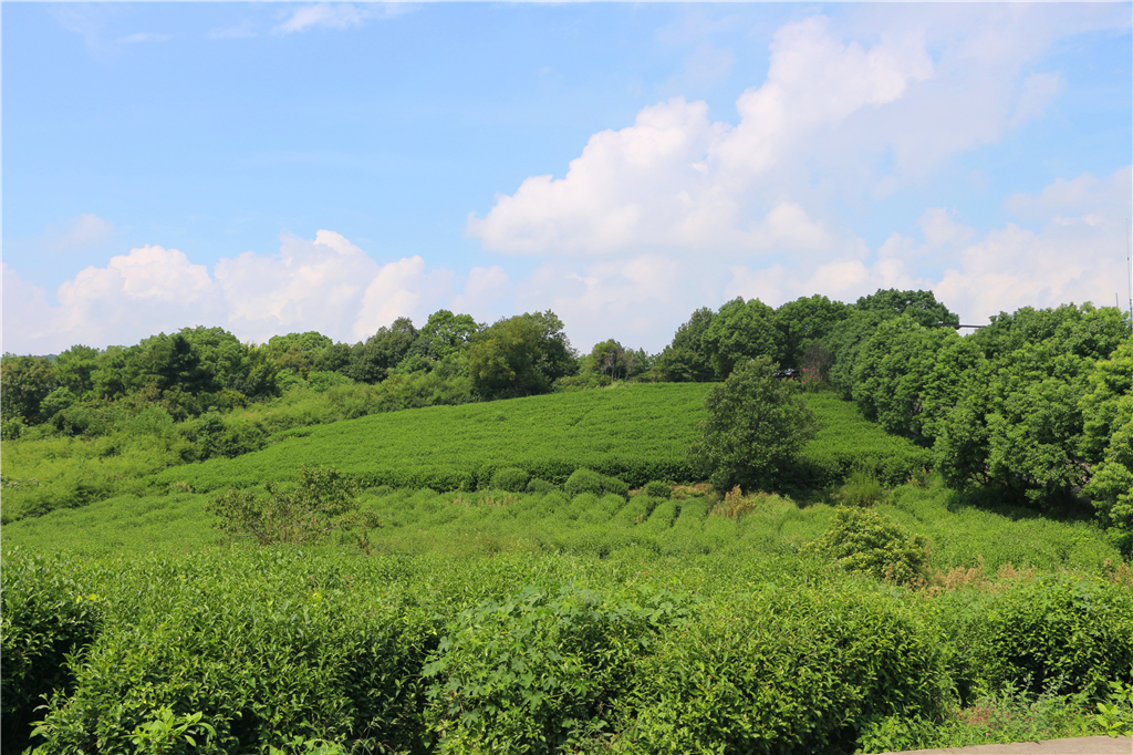 品农家菜肴田园生活,嘉兴南北湖农家乐推荐