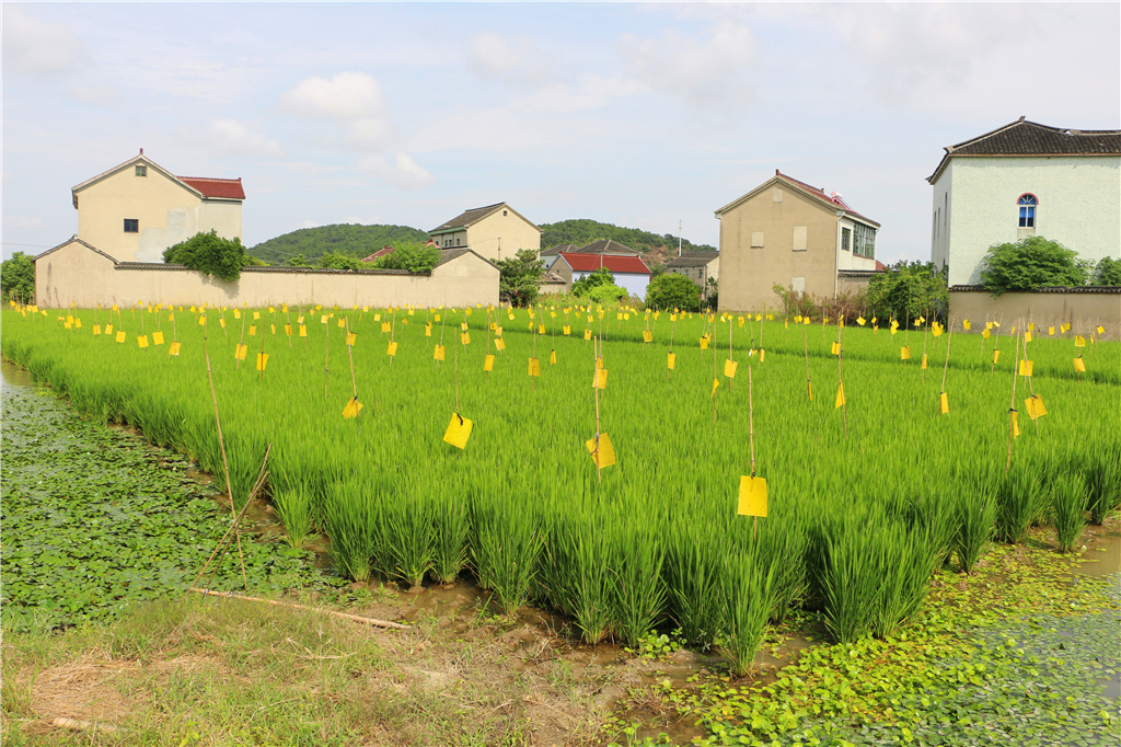 品农家菜,品农家美食