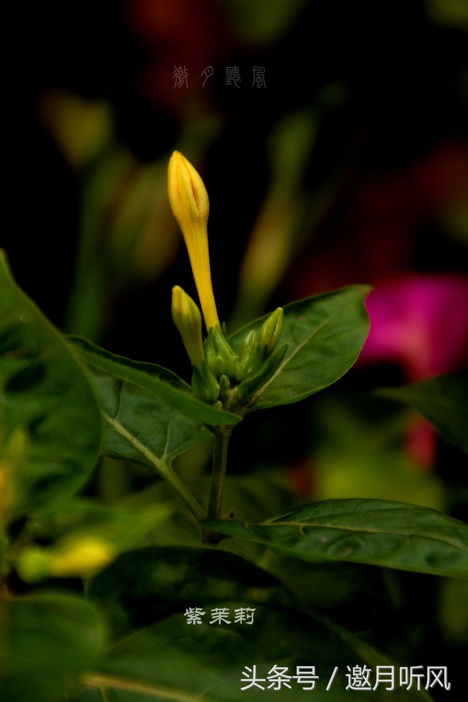 质朴玲珑——紫茉莉