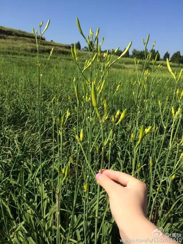 渠县好吃的,渠县饮食