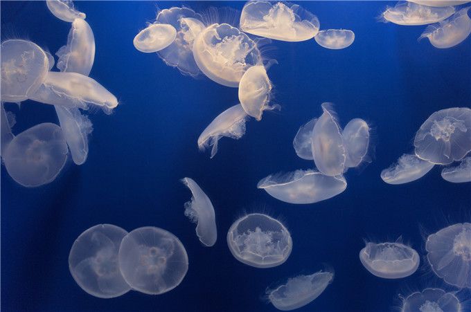 加州1号公路自驾路线图片,加州一号公路攻略从南往北