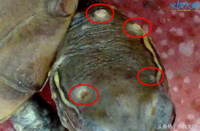 龟的头部出现白色粒状脓化物，要怎么治疗？