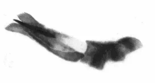 怎么临摹齐白石画的虾教程,齐白石虾的画法教程