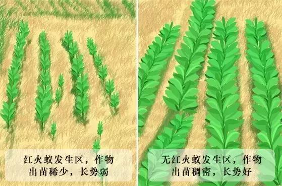 在户外要怎么注意红火蚁,高度警惕红火蚁