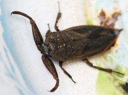 常见的大虫子科普,盘点那些你没见过的虫子