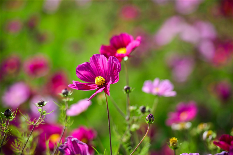 肃北七彩花海,肃北百亩花海在哪里