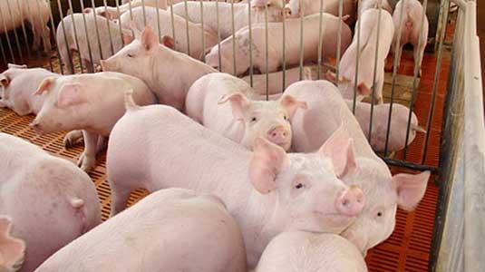 猪打疫苗后拉稀怎么回事,打猪疫苗出血怎么处理