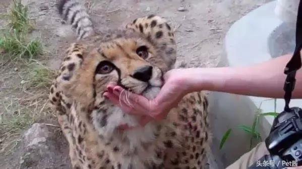 与野生猎豹亲密接触,摄影师野外河边拍摄野生猎豹