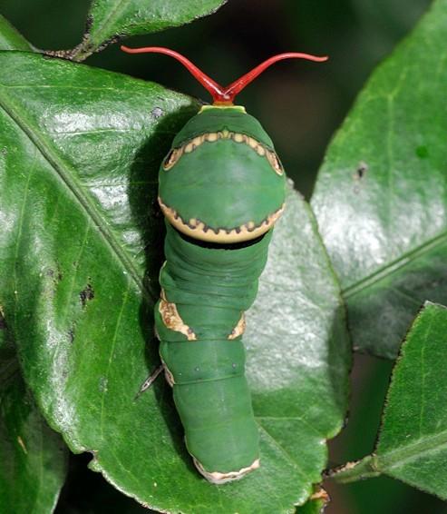 常见的大虫子科普,盘点那些你没见过的虫子
