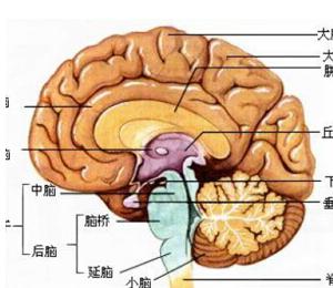 脑垂体腺瘤最新治疗,脑垂体腺瘤如何治疗