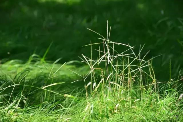 杨凌蘸水面高凤香,杨陵杨凌