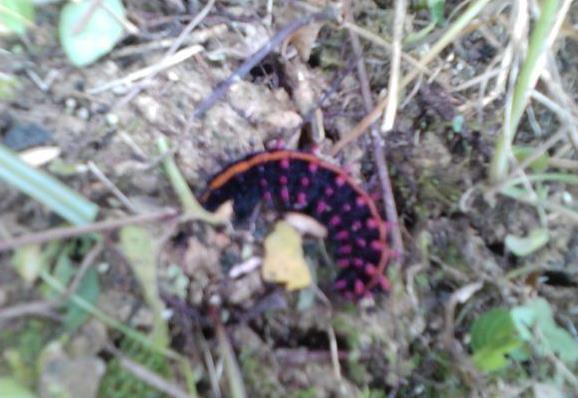 常见的大虫子科普,盘点那些你没见过的虫子