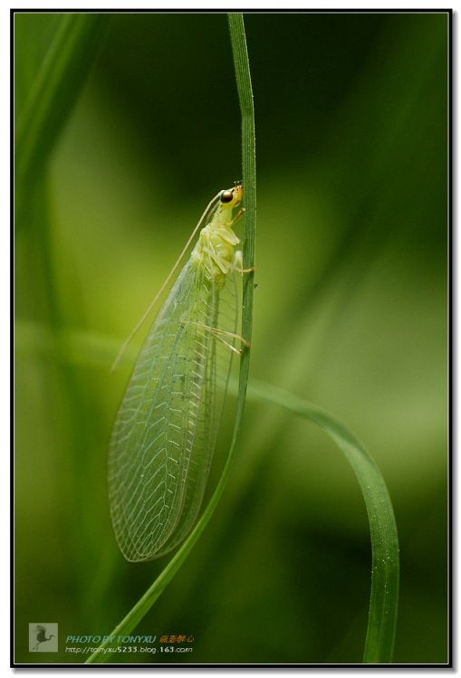 常见的大虫子科普,盘点那些你没见过的虫子