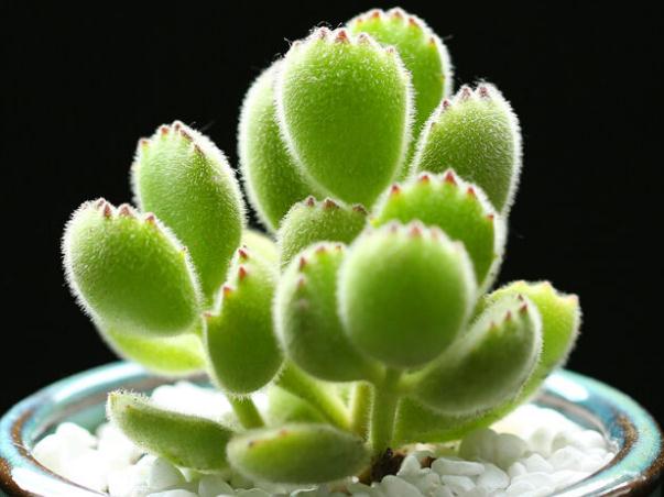 不知道什么植物养不活,不知道自己养的多肉是什么品种