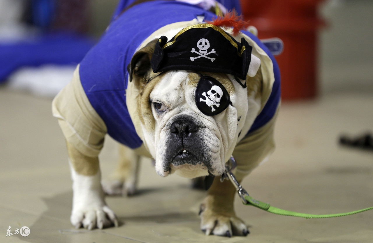 家里有狗狗该怎么养猫,家里有一个英国斗牛犬是什么体验