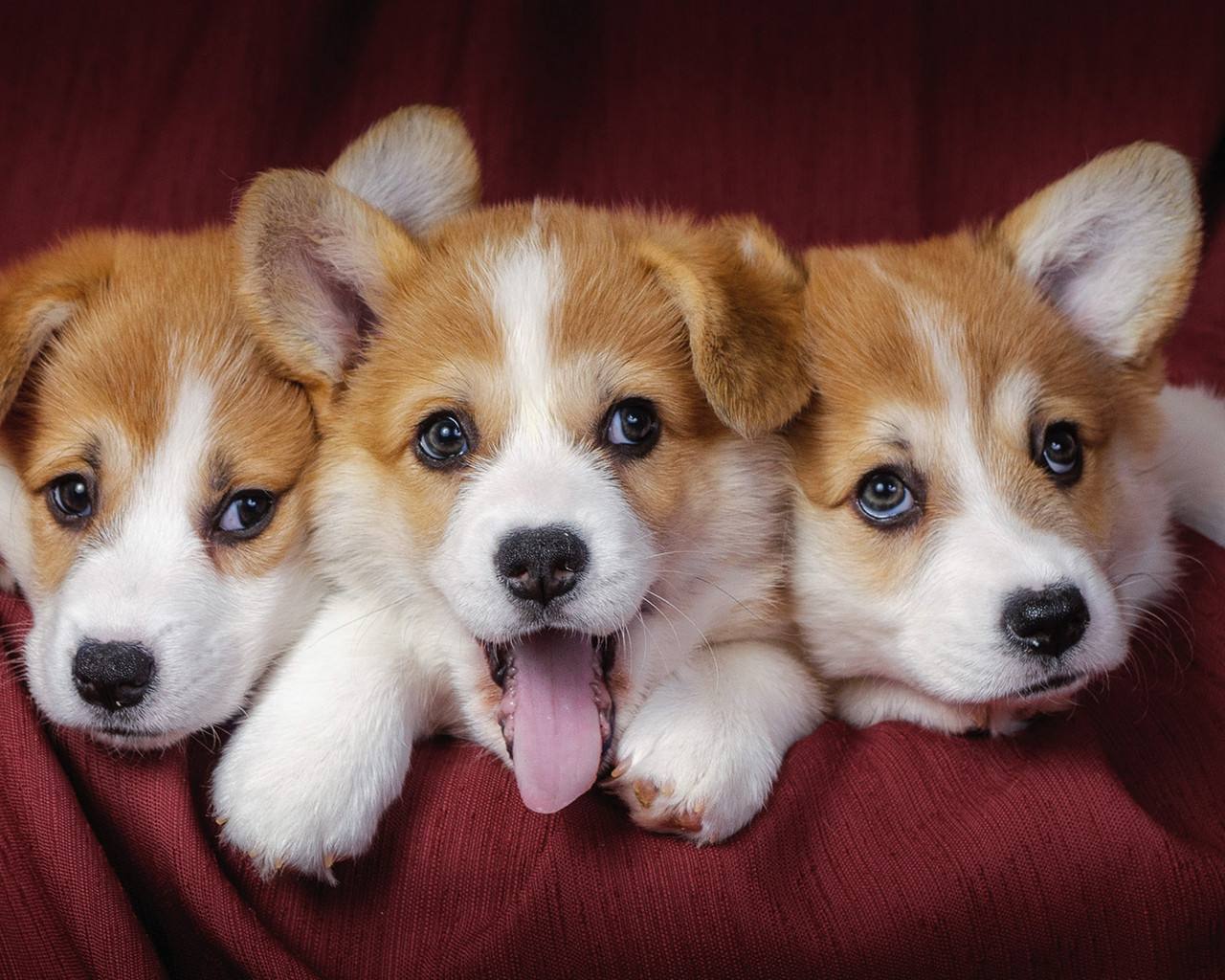 狗狗犬种,狗狗犬种大全