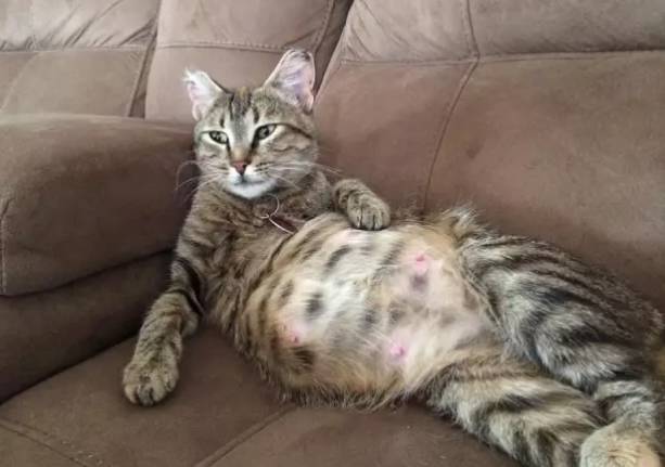 猫咪怀孕期间,这些事情你必须要知道!