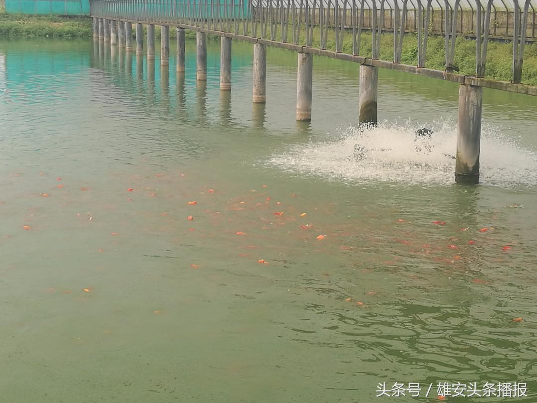 高大上鱼塘,雄安新区高大上