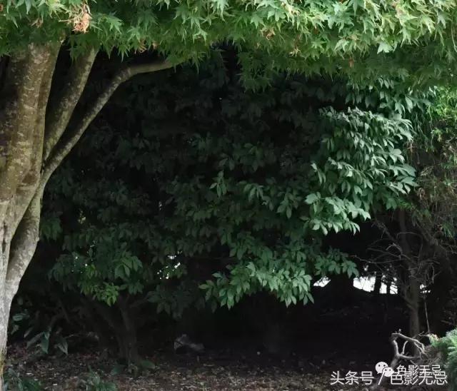 关于尼康d850的一些问答,尼康d850买回来怎么打开