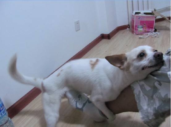 道格队长丨狗狗的行为纠正26期丨我家汪星人很色老爱做那事怎么办