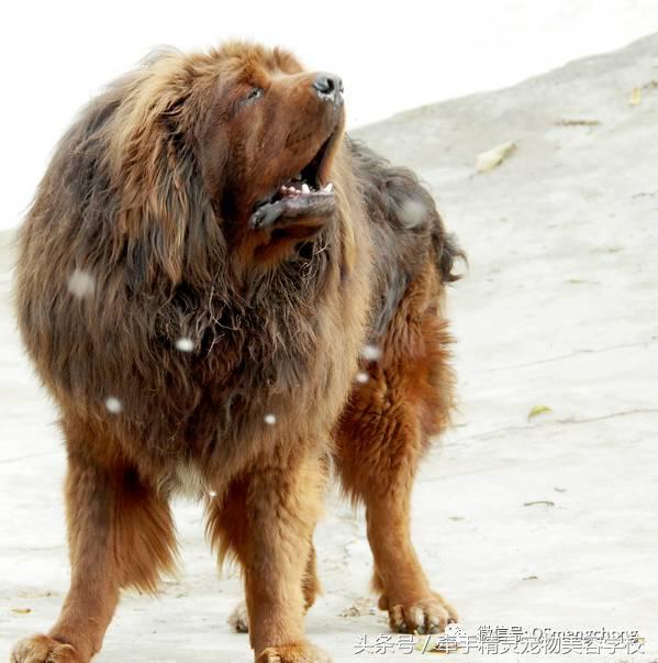 藏獒犬的科普,犬类科普大全