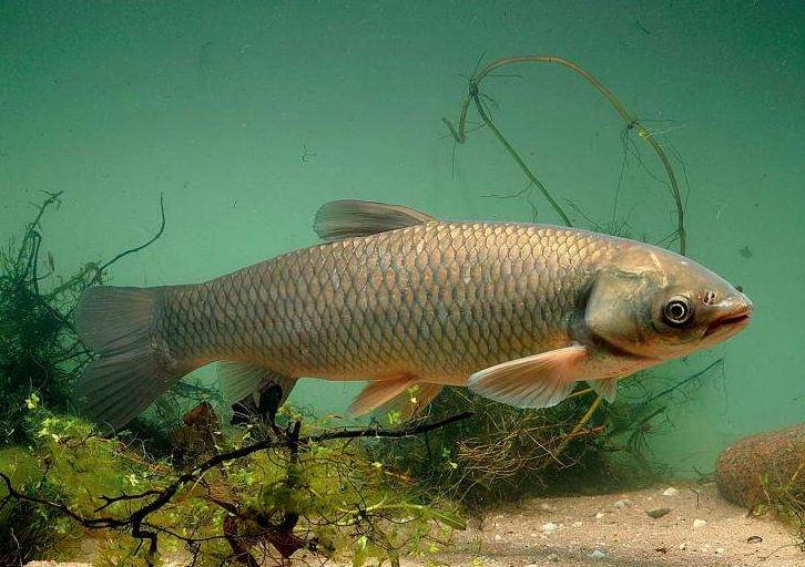 青鱼草鱼鲢鱼鳙鱼被称为四大家鱼,和鳙鱼相似的鱼有哪些