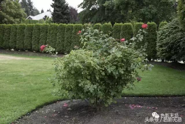 关于尼康d850的一些问答,尼康d850买回来怎么打开