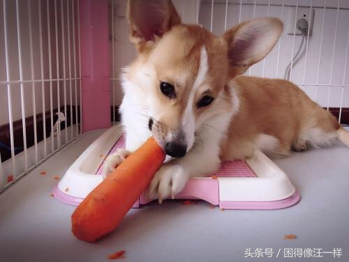 狗狗胡萝卜能每天吃吗,狗能吃胡萝卜酸奶吗