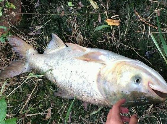 大头鱼跟白鲢鱼区别图片,青鱼草鱼鲢鱼鳙鱼被称为四大家鱼
