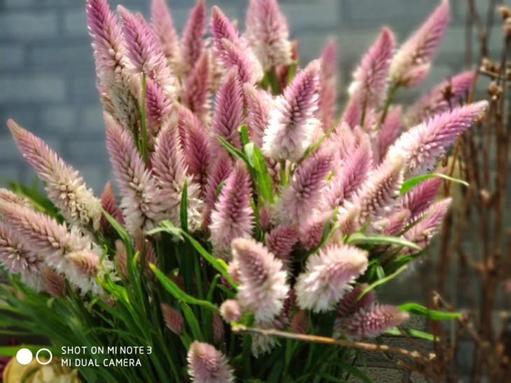 小米note3拍照一塌糊涂,小米note3颜值