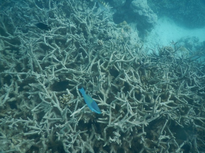 马尔代夫魔富士岛,马尔代夫一价全包浮潜最好的岛
