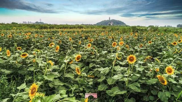 镇江有轨电车,镇江有名的塔叫什么塔