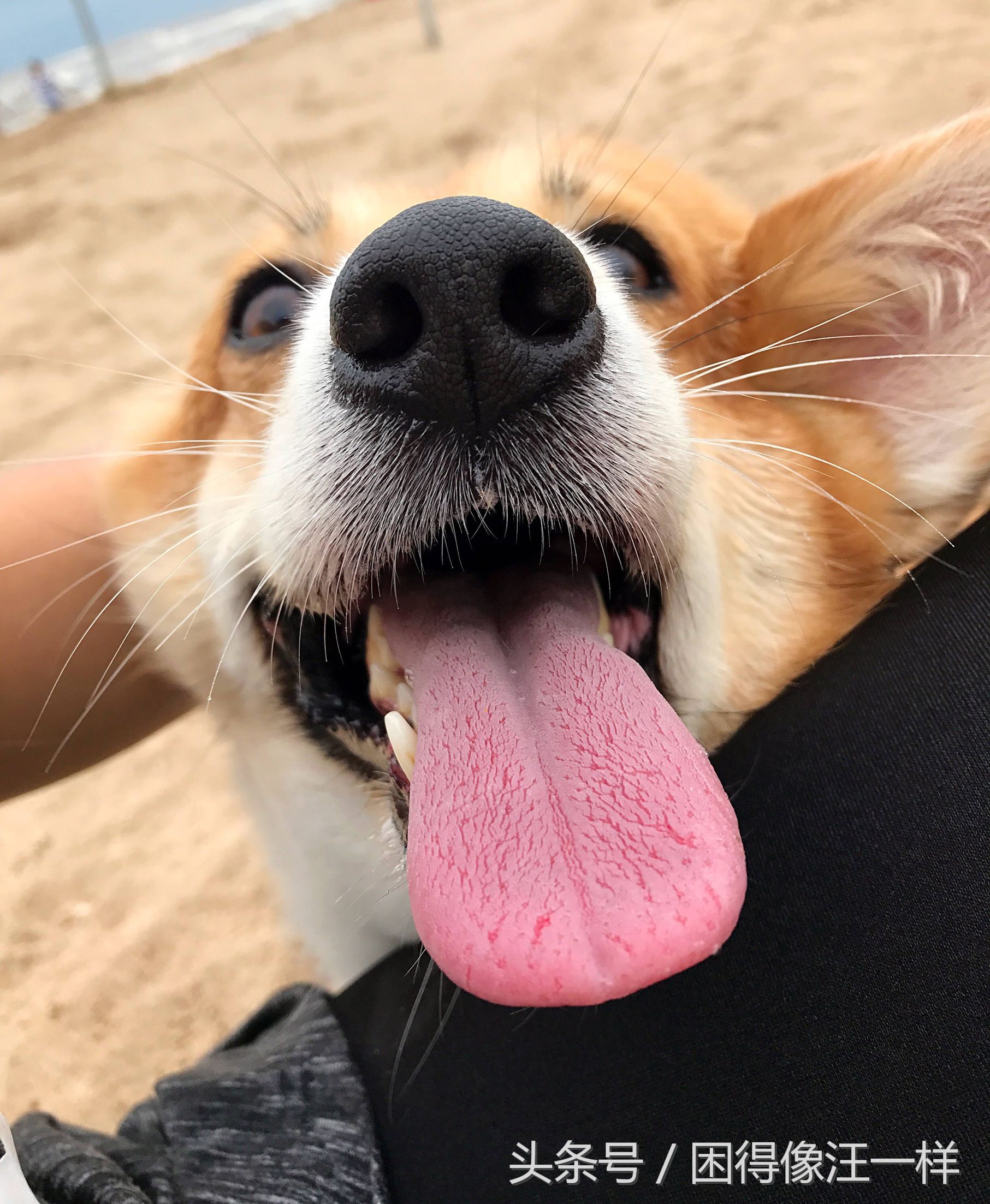 狗狗胡萝卜能每天吃吗,狗能吃胡萝卜酸奶吗