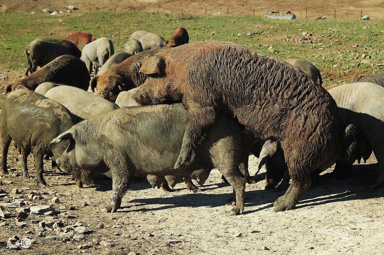 这头“赖子”猪，半年长了15公斤，兽医有妙招