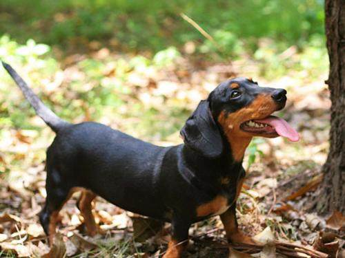 世界上最长的腊肠犬,国际名犬大赛腊肠犬价格