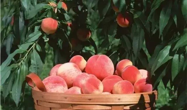 镇江有轨电车,镇江有名的塔叫什么塔