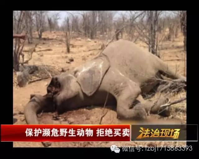 特大走私象牙判决案例,特大走私象牙判决书