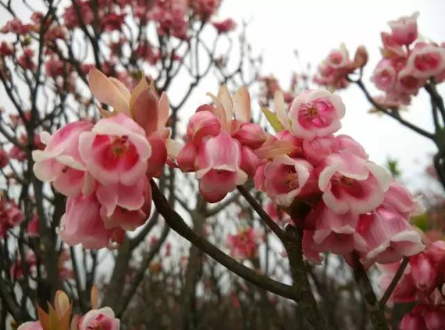 推荐|大明山风景区恢复开放啦！花都开好了，你还不来么？