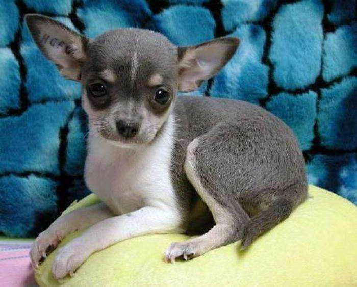 如何了解各种不同的狗狗品种,小型狗当中什么狗型最好