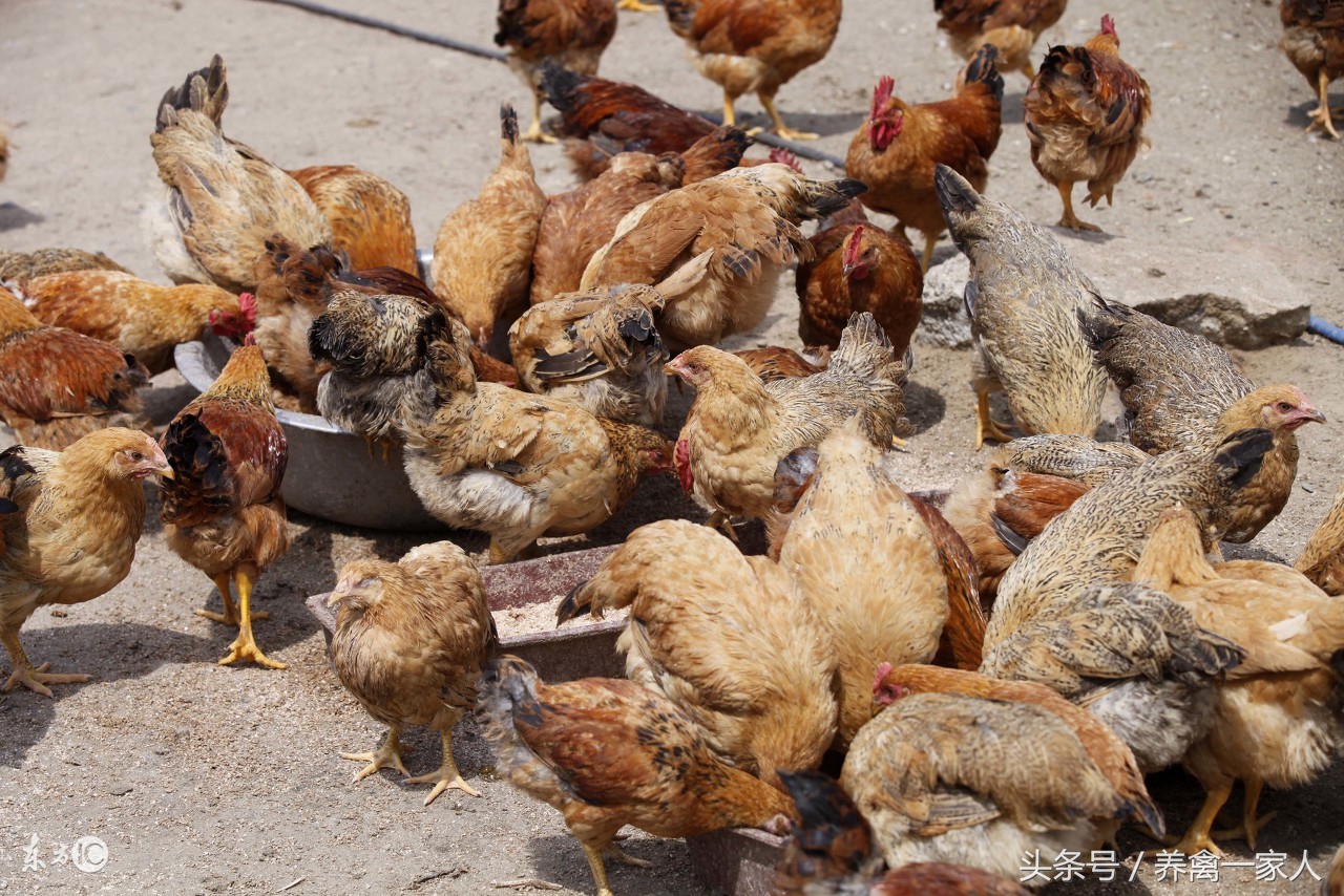 养鸡秘诀防治鸡白痢,养鸡知识球虫病