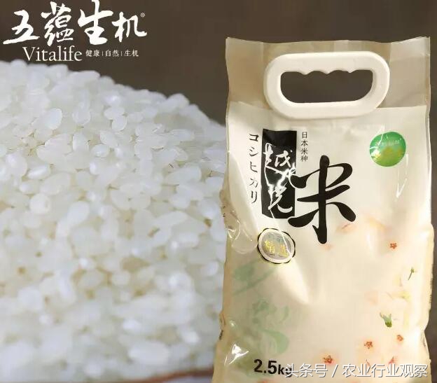 深度｜从日本大米品牌打造谈中国大米的未来之路